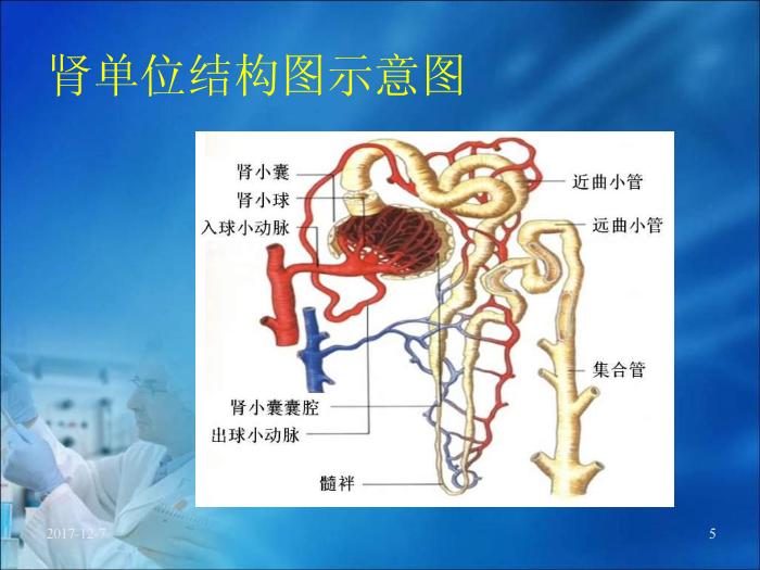【醫學PPT課件】第17章 腎臟疾病的生物化學診斷（人衛）預覽圖（5）
