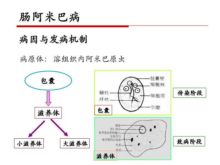 【醫學PPT課件】第二十一章 寄生蟲病 病理學教學課件第7頁