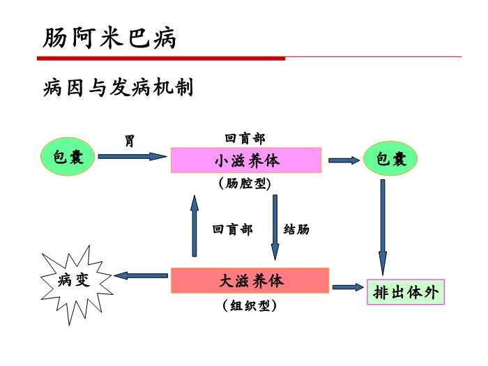 【醫學PPT課件】第二十一章 寄生蟲病 病理學教學課件第8頁