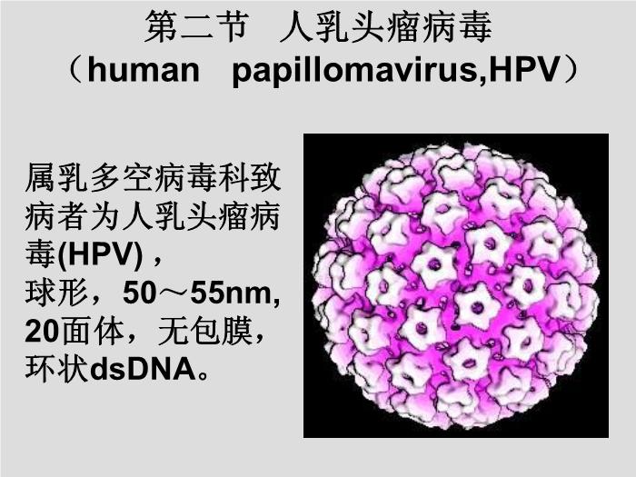 【醫學PPT課件】第30章 其他病毒、朊粒 大連醫科大學  第15頁