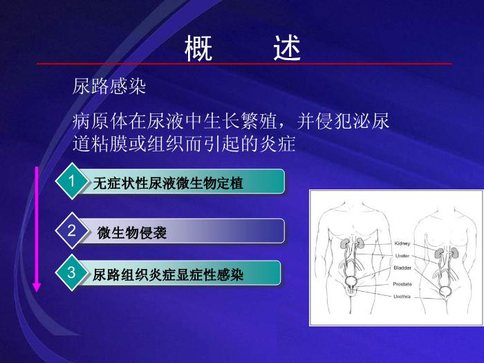 【醫學PPT課件】尿路感染UTI 復旦大學附屬華山醫院抗生素研究所第3頁