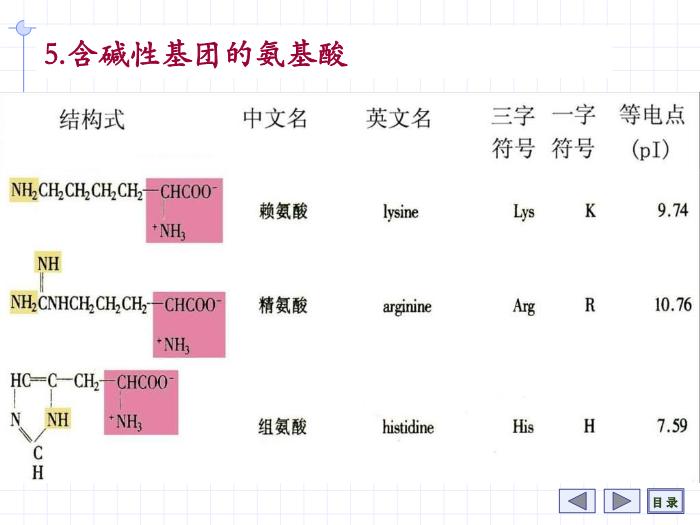 【醫學PPT課件】第1章 氨基酸 7年制第12頁