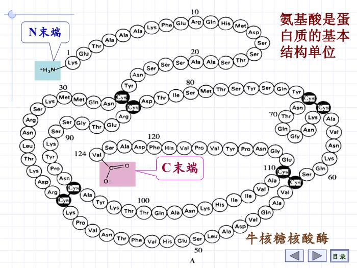 【醫學PPT課件】第1章 氨基酸 7年制第3頁