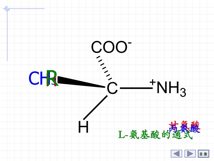 【醫學PPT課件】第1章 氨基酸 7年制第6頁