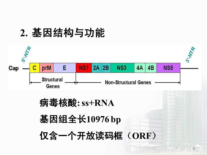 【醫學PPT課件】第29章 蟲媒病毒 醫學微生物學教學課件第8頁