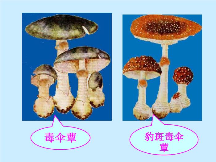 【醫學PPT課件】毒蕈中毒-懷化醫專檢驗系 主講：劉立亞-PPT課件第11頁