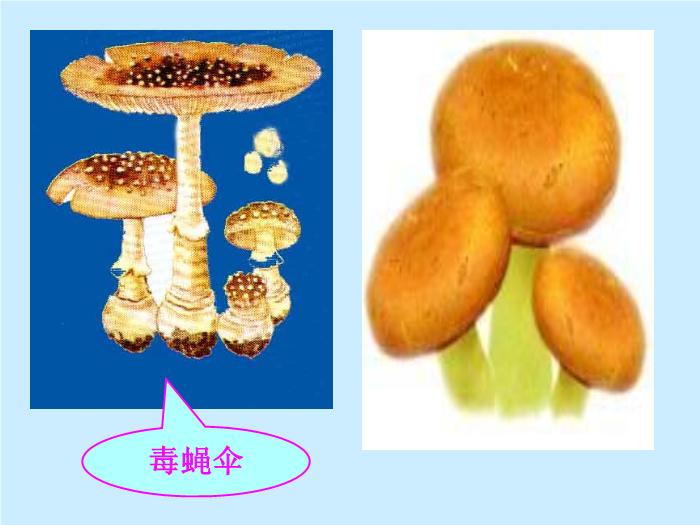 【醫學PPT課件】毒蕈中毒-懷化醫專檢驗系 主講：劉立亞-PPT課件第12頁