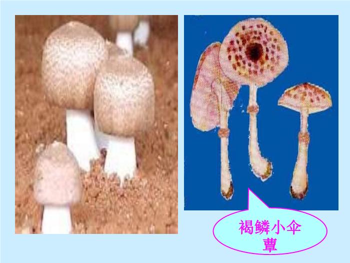 【醫學PPT課件】毒蕈中毒-懷化醫專檢驗系 主講：劉立亞-PPT課件第13頁