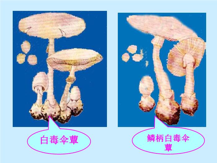 【醫學PPT課件】毒蕈中毒-懷化醫專檢驗系 主講：劉立亞-PPT課件第14頁