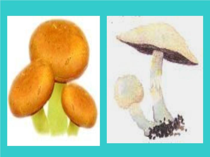 【醫學PPT課件】毒蕈中毒-懷化醫專檢驗系 主講：劉立亞-PPT課件第15頁