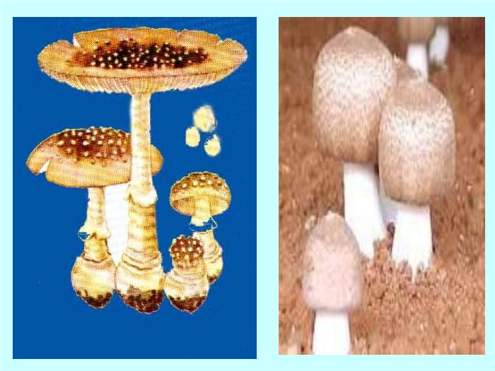 【醫學PPT課件】毒蕈中毒-懷化醫專檢驗系 主講：劉立亞-PPT課件第9頁