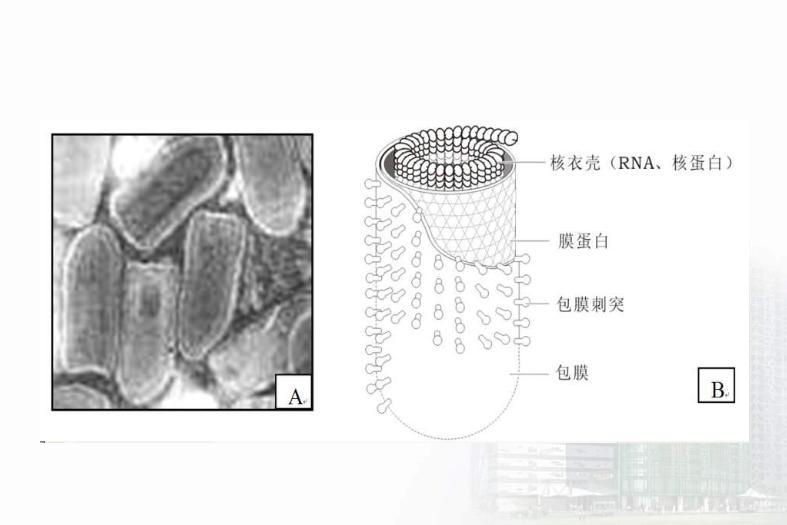 【醫學PPT課件】第33章 其他病毒 醫學微生物學教學課件第7頁