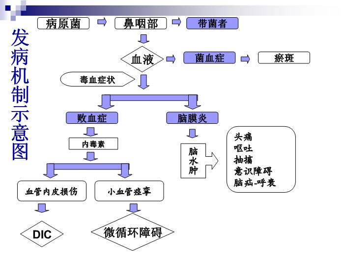 【醫學PPT課件】流行性腦脊髓膜炎 人衛版傳染病學教學課件第10頁