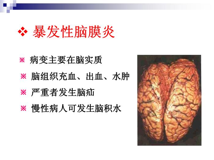 【醫學PPT課件】流行性腦脊髓膜炎 人衛版傳染病學教學課件第13頁