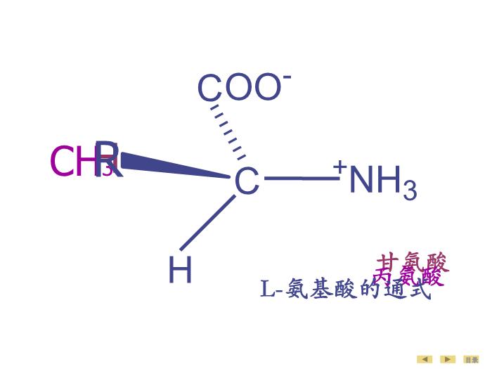 【醫學PPT課件】蛋白質的結構與功能 生物化學與分子生物學第13頁