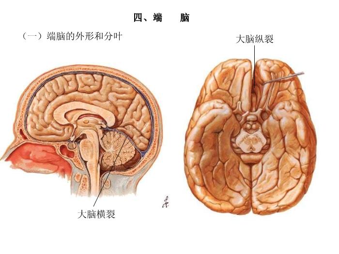 【醫學PPT課件】端腦-27頁精美圖片幻燈片第1頁