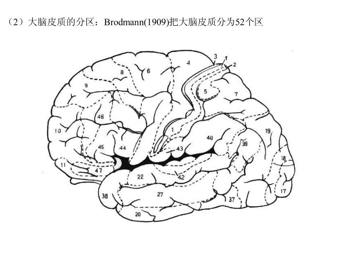 【醫學PPT課件】端腦-27頁精美圖片幻燈片第11頁