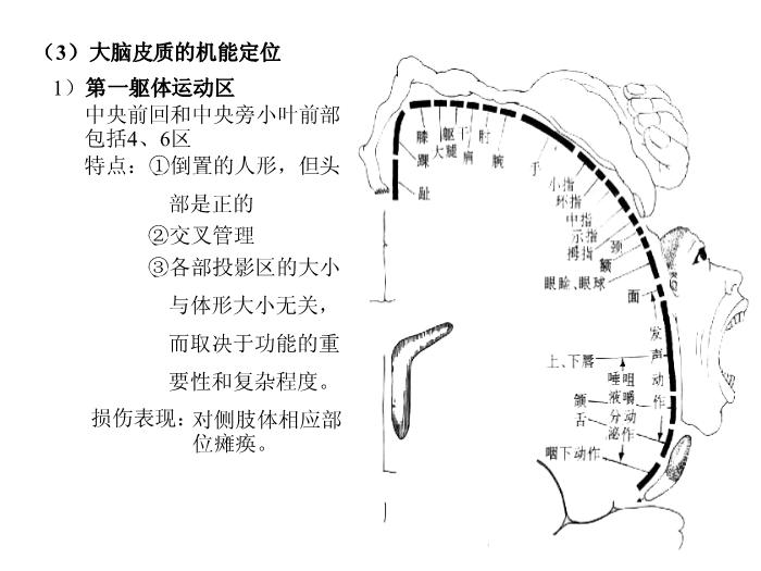 【醫學PPT課件】端腦-27頁精美圖片幻燈片第12頁
