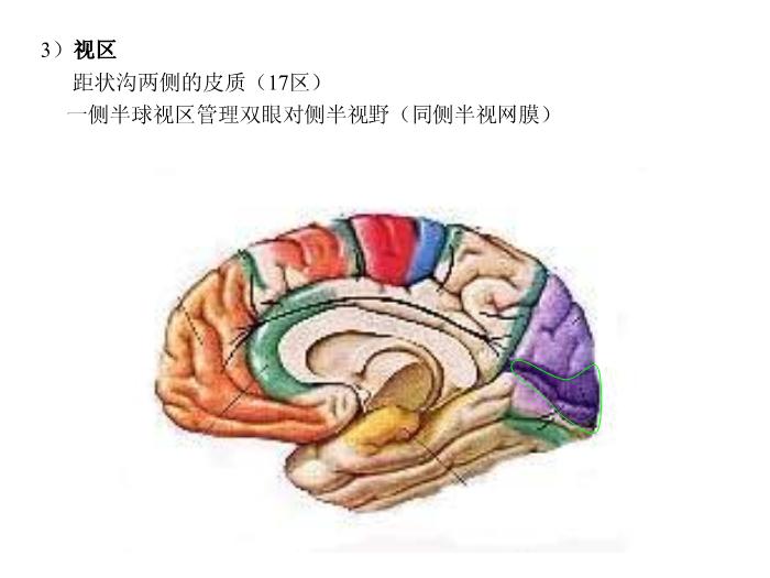 【醫學PPT課件】端腦-27頁精美圖片幻燈片第14頁