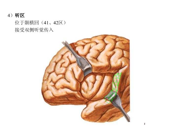 【醫學PPT課件】端腦-27頁精美圖片幻燈片第15頁
