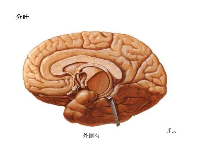 【醫學PPT課件】端腦-27頁精美圖片幻燈片第2頁