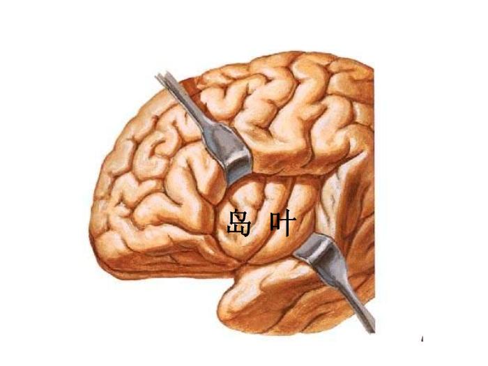 【醫學PPT課件】端腦-27頁精美圖片幻燈片第3頁