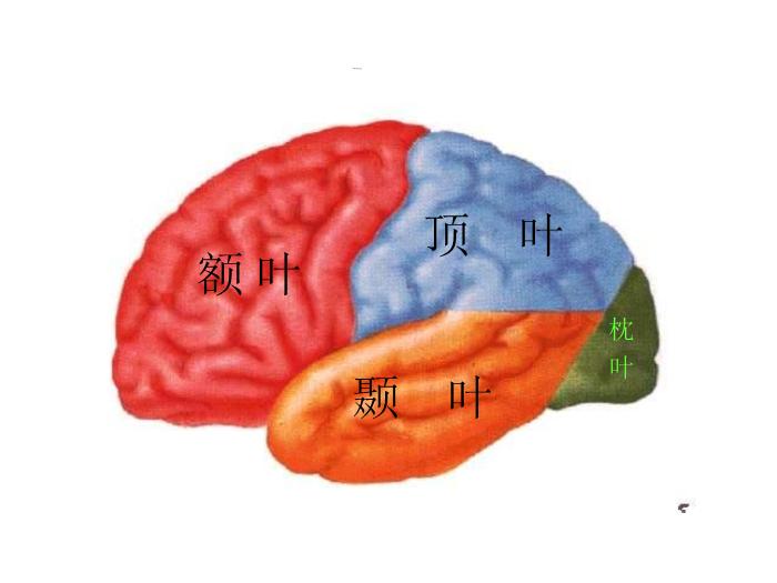 【醫學PPT課件】端腦-27頁精美圖片幻燈片第4頁