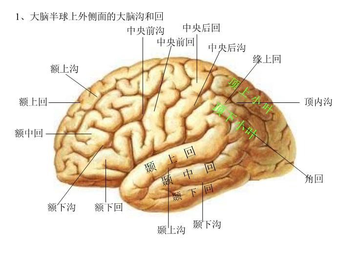 【醫學PPT課件】端腦-27頁精美圖片幻燈片第5頁