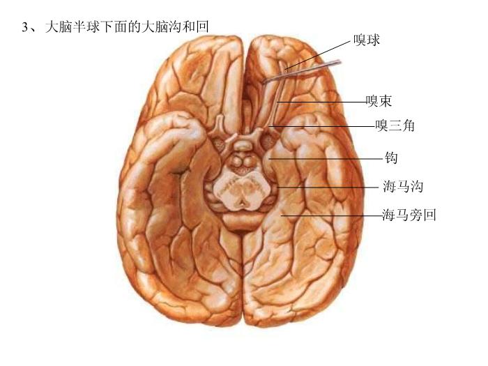 【醫學PPT課件】端腦-27頁精美圖片幻燈片第7頁