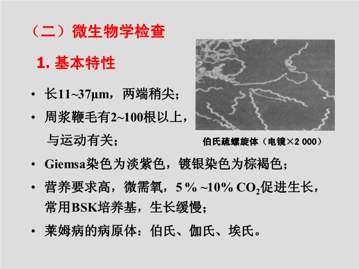 【醫學PPT課件】螺旋體 第三軍醫大學  汪正清第14頁