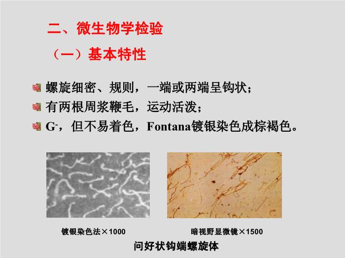 【醫學PPT課件】螺旋體 第三軍醫大學  汪正清第6頁