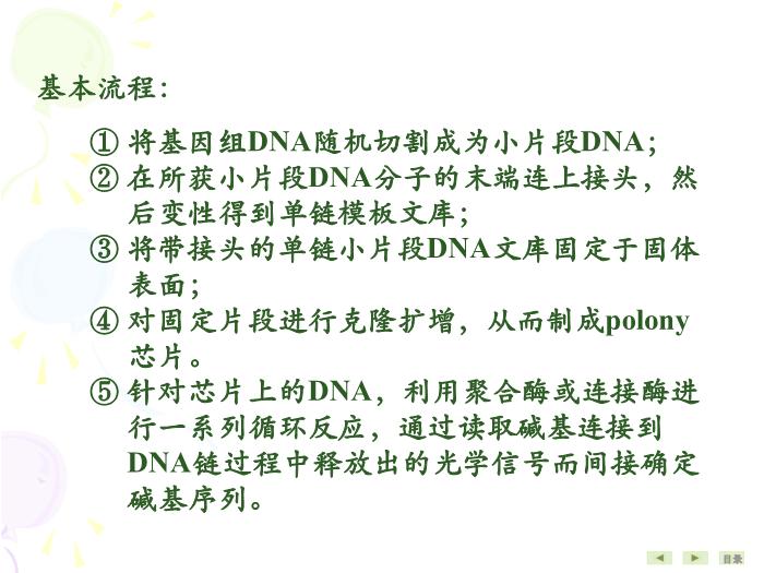 【醫學PPT課件】基因結構與功能分析技術 生物化學與分子生物學第11頁