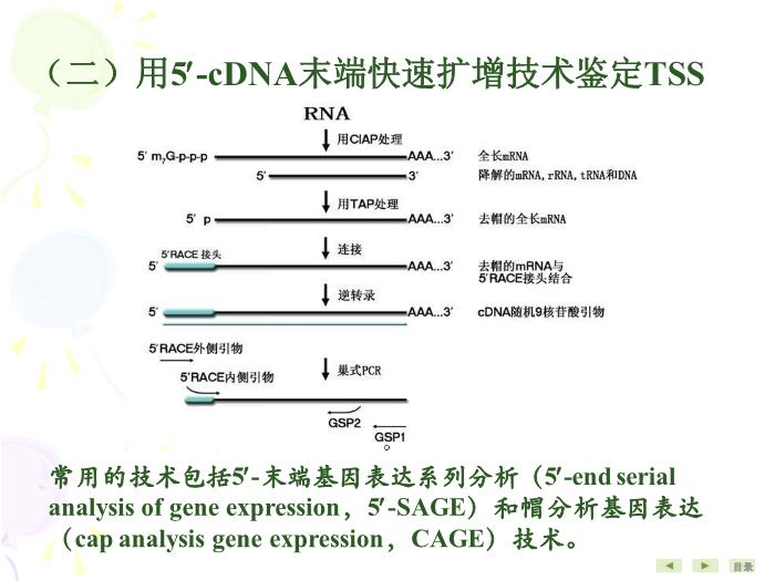 【醫學PPT課件】基因結構與功能分析技術 生物化學與分子生物學第14頁