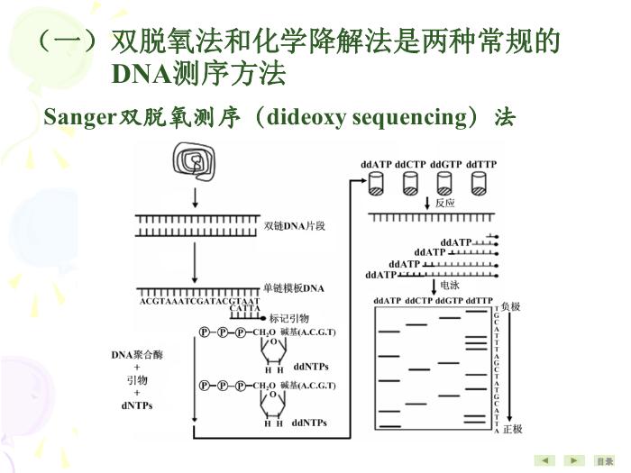 【醫學PPT課件】基因結構與功能分析技術 生物化學與分子生物學第6頁