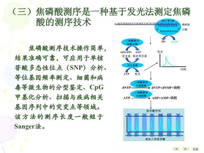 【醫學PPT課件】基因結構與功能分析技術 生物化學與分子生物學第9頁
