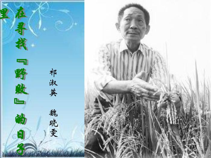 2016粵教版語文選修第4課 在尋找“野敗”的日子 ppt課件3第2頁