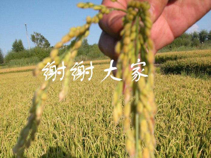 2016粵教版語文必修五第6課 喜看稻菽千重浪 ppt課件1第12頁