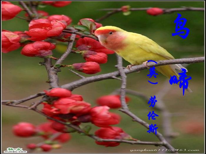 TOP402016春高中語文（蘇教版必修二）教學課件：第一專題 《鳥啼》（共46張PPT）.ppt文檔免費在線閱讀第2頁