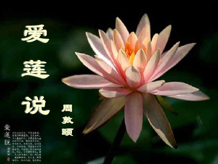 八年級語文上冊第五單元22《愛蓮說》課件新人教版PPT文檔（        25頁）第1頁