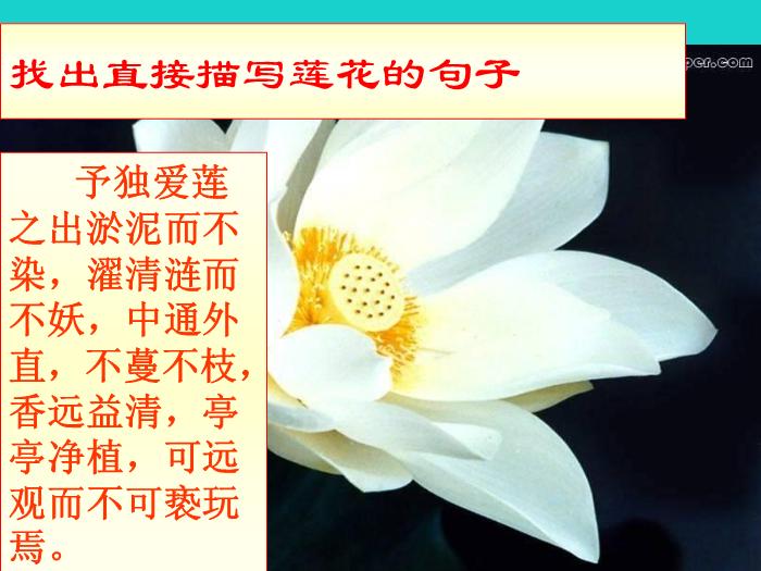 八年級語文上冊第五單元22《愛蓮說》課件新人教版PPT文檔（        25頁）第7頁